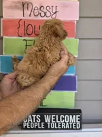 Sissy , a female Maltipoo for sale in Barnegat, NJ – 2 of 3