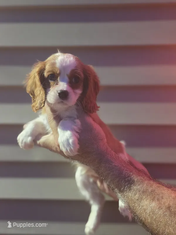 Sal  – Cavalier King Charles Spaniel puppy for sale in Barnegat, NJ