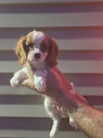 Sal , a male Cavalier King Charles Spaniel for sale in Barnegat, NJ – 1 of 3