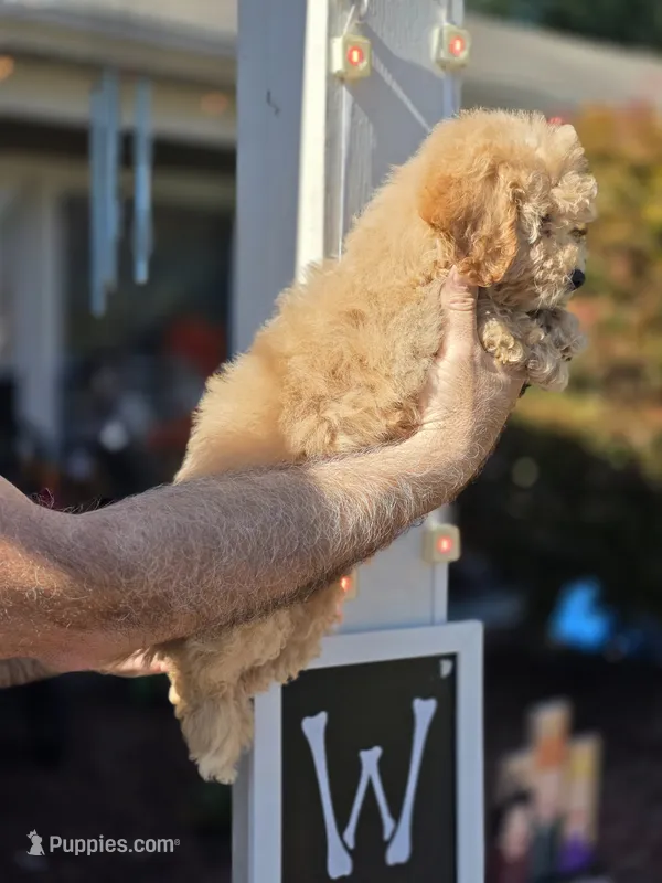 Sissy  – Bichpoo puppy for sale in Barnegat, NJ