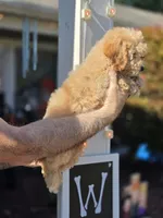 Sissy , a female Bichpoo for sale in Barnegat, NJ – 1 of 3