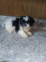 Sissy , a female Shih Tzu for sale in Barnegat, NJ – 1 of 2