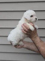 Frankie , a male Maltipoo for sale in Barnegat, NJ – 2 of 3