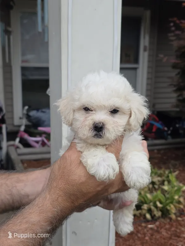 Suzzy  – Maltipoo puppy for sale in Barnegat, NJ