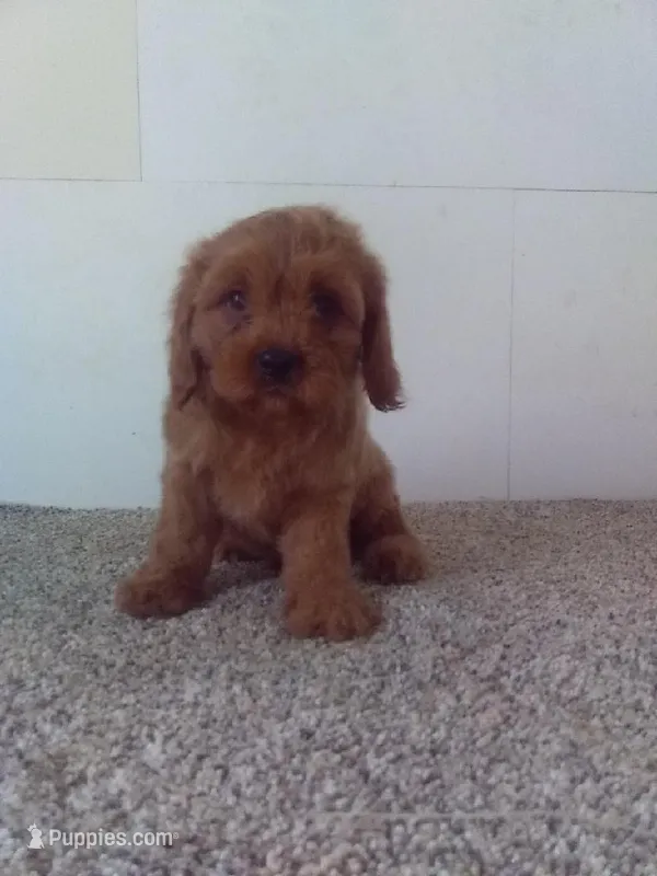 Charlie  – Cavapoo puppy for sale in Barnegat, NJ