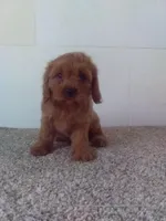 Charlie , a male Cavapoo for sale in Barnegat, NJ – 1 of 1