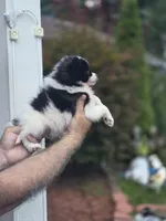 Sweetie , a female Pomeranian for sale in Barnegat, NJ – 3 of 3