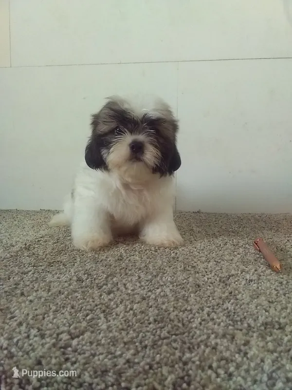 Sal  – Shih Tzu puppy for sale in Barnegat, NJ