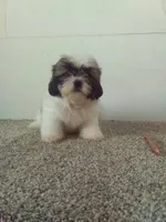 Sal , a male Shih Tzu for sale in Barnegat, NJ – 1 of 1