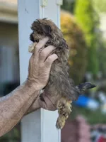 Sally , a female Shorkie for sale in Barnegat, NJ – 3 of 4