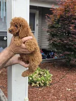 Sissy , a male Maltipoo for sale in Barnegat, NJ – 4 of 4