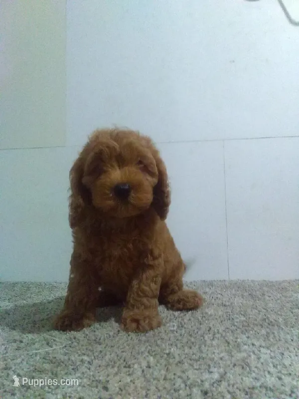 Gus – Miniature Goldendoodle puppy for sale in Barnegat, NJ