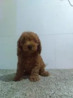 Gus, a male Miniature Goldendoodle for sale in Barnegat, NJ – 1 of 1