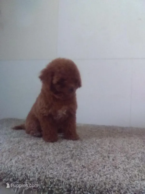 Stanley  – Maltipoo puppy for sale in Barnegat, NJ