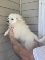 Frankie , a male Pomeranian for sale in Barnegat, NJ – 3 of 3