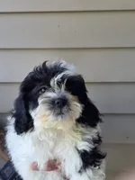 Sissy , a female Bichon Frise and Shih Tzu for sale in Barnegat, NJ – 3 of 3