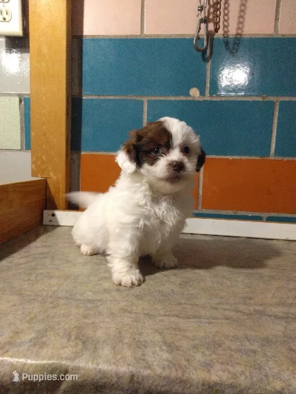 Pete  – Shihpoo puppy for sale in Barnegat, NJ