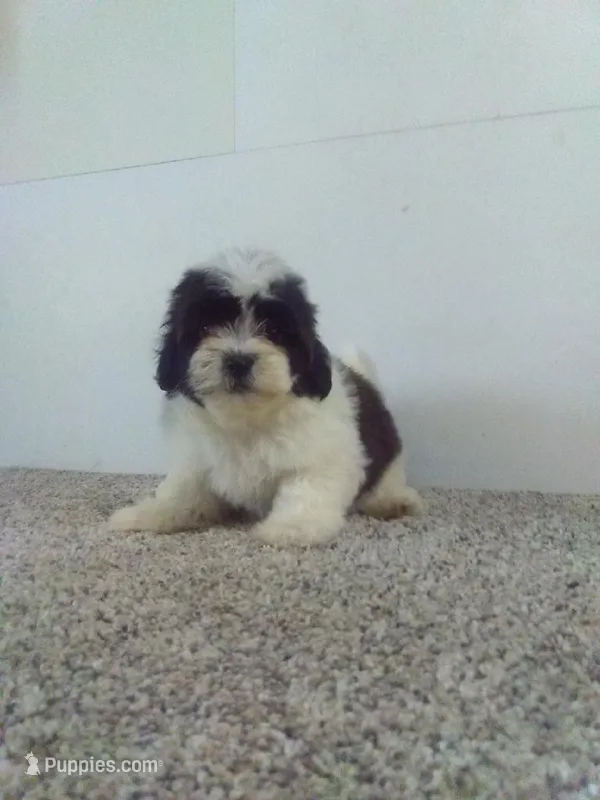 Sissy  – Shih Tzu puppy for sale in Barnegat, NJ