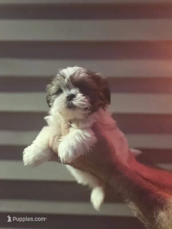 Gilbert. – Shih Tzu puppy for sale in Barnegat, NJ
