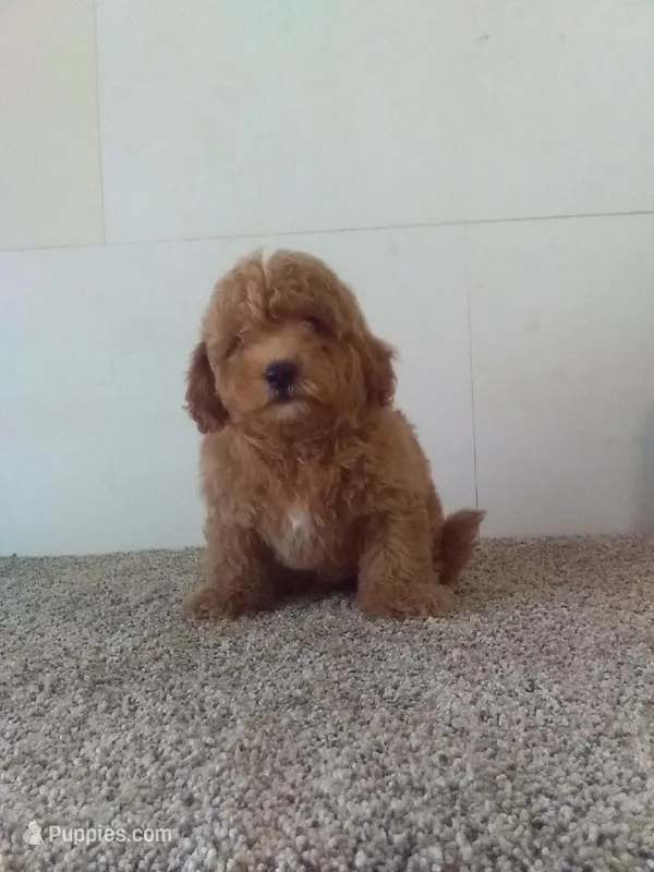 Paul – Maltipoo puppy for sale in Barnegat, NJ