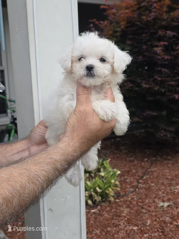 Peggy  – Maltipoo puppy for sale in Barnegat, NJ