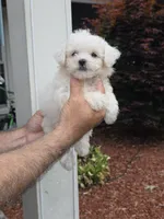 Peggy , a female Maltipoo for sale in Barnegat, NJ – 1 of 3