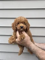Steven , a male Maltipoo for sale in Barnegat, NJ – 3 of 4
