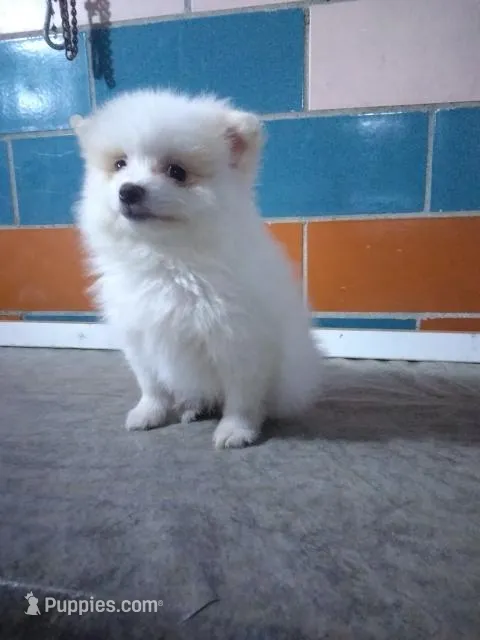 Paul – Pomeranian puppy for sale in Barnegat, NJ