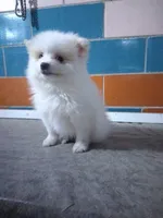 Paul, a male Pomeranian for sale in Barnegat, NJ – 1 of 1