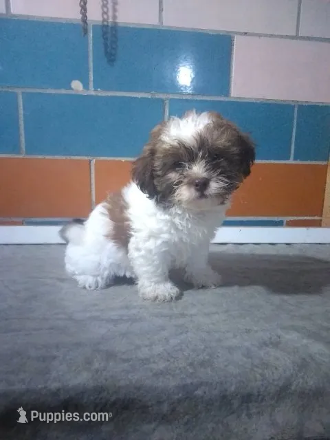 Tammy  – Shih Tzu puppy for sale in Barnegat, NJ