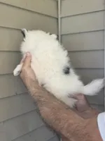 Sal , a male Pomeranian for sale in Barnegat, NJ – 3 of 3