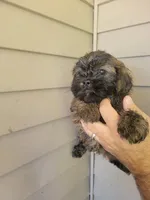 Sal , a female Shih Tzu for sale in Barnegat, NJ – Photo 1 of 4