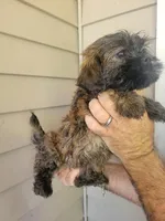 Sal , a female Shih Tzu for sale in Barnegat, NJ – Photo 3 of 4