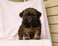 Sal , a female Shih Tzu for sale in Barnegat, NJ – Photo 4 of 4