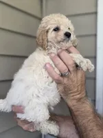 Stanley , a female Maltipoo for sale in Barnegat, NJ – 2 of 3
