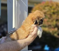 Sally , a female Shih Tzu for sale in Barnegat, NJ – 2 of 3