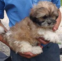 Pete , a male Shih Tzu for sale in Barnegat, NJ – 1 of 1