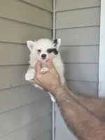 Stanley , a male Pomeranian for sale in Barnegat, NJ – 1 of 3
