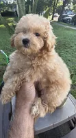 Maggie , a female Maltipoo for sale in Barnegat, NJ – 3 of 3