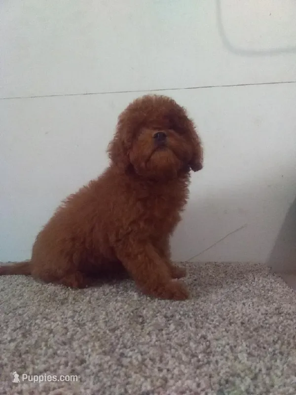 Sissy  – Maltipoo puppy for sale in Barnegat, NJ