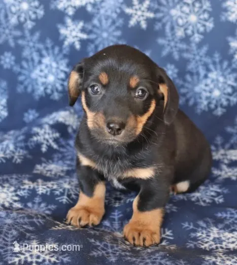 Bear , a male Miniature Dachshund for sale in Barnegat, NJ – 1 of 1