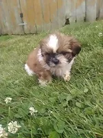 Suzzy , a female Shih Tzu for sale in Barnegat, NJ – 2 of 3