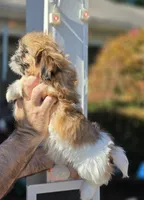 Sally , a female Shih Tzu for sale in Barnegat, NJ – 3 of 3