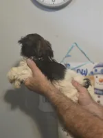 Sal , a male Shih Tzu for sale in Barnegat, NJ – 2 of 3