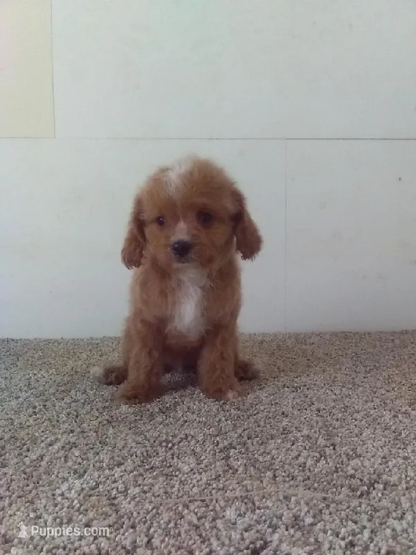 Peggy  – Cavapoo puppy for sale in Barnegat, NJ