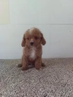 Peggy , a female Cavapoo for sale in Barnegat, NJ – 1 of 1