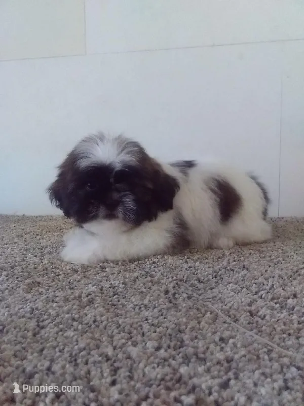 Charlie  – Shih Tzu puppy on hold in Barnegat, NJ