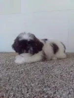 Charlie , a male Shih Tzu for sale in Barnegat, NJ – 1 of 1