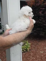 Peggy , a female Maltipoo for sale in Barnegat, NJ – 2 of 3