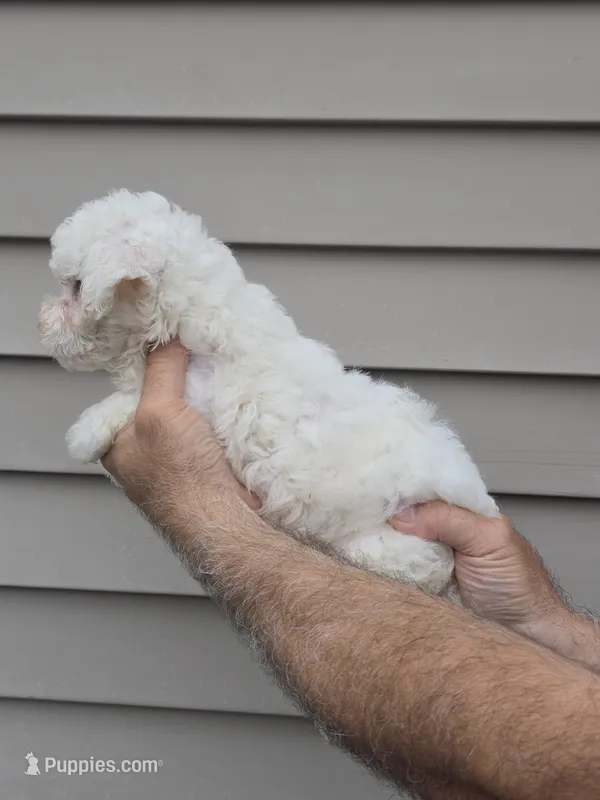 Frankie  – Maltipoo puppy for sale in Barnegat, NJ